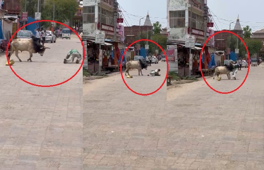 Sitapur : नैमिषधाम में बेकाबू सांड के हमले से तीन लोग गंभीर रूप से घायल, नगर पालिका की टीम ने कड़ी मशक्कत के बाद पाया काबू
