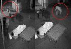 Mount Abu Leopard Video: माउंट आबू के होटल में घुसा तेंदुआ, सो रहे कर्मचारी के पास पहुंचकर...., CCTV में कैद हुई रोंगटे खड़े करने वाली घटना