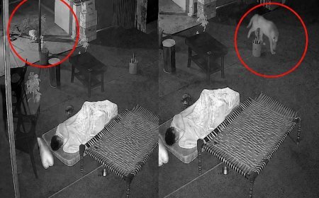 Mount Abu Leopard Video: माउंट आबू के होटल में घुसा तेंदुआ, सो रहे कर्मचारी के पास पहुंचकर...., CCTV में कैद हुई रोंगटे खड़े करने वाली घटना