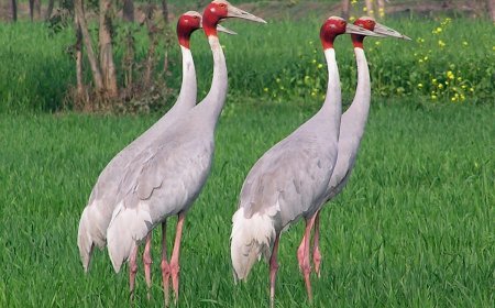 पीलीभीत में बढ़ रहा है यूपी के राजकीय पक्षी सारस का कुनबा, शीतकालीन सारस  गणना से ग्रीष्मकालीन सारस गणना में हुई वृद्धि