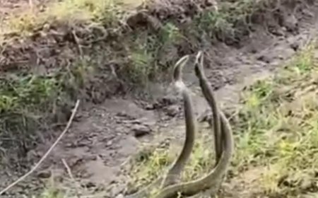 मुजफ्फरनगर में तीन सांपों का अनोखा खेल: खेत में आपस में लिपटे नजर आए सर्प, वीडियो सोशल मीडिया पर वायरल
