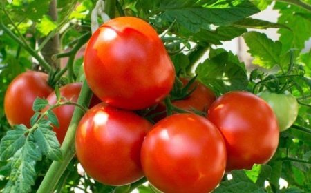 How to Grow Tomatoes at Home: बाजार में बढ़ रहे टमाटर के दाम, घर के गमले में इस आसान तरीके से उगाएं ढेर सारे फ्रेश टमाटर