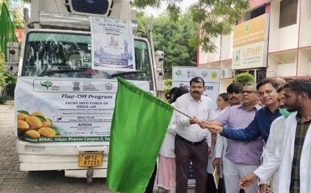 योगी सरकार के प्रयासों से यूपी के आम्रपाली आम को मिली वैश्विक पहचान, 1200 किलो खेप लंदन रवाना