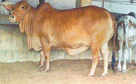 पिता ने एक घायल गाय की सेवा की, बेटे को मिली आधुनिक डेयरी की प्रेरणा, आज 25 गोवंश बने आय का जरिया