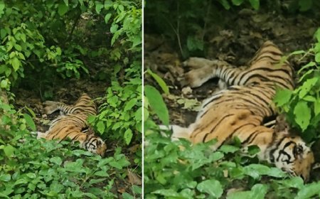 Pilibhit: पीलीभीत टाइगर रिजर्व में घायल बाघिन मिलने से वन विभाग अलर्ट, डीएफओ ने बनाई पांच सदस्यीय समिति