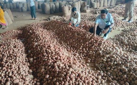 Sitapur: 6670 किलो रंगे आलू जब्त, पनीर और बेसन के नमूने जांच को भेजे