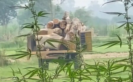 Hardoi: बिना अनुमति शीशम का पेड़ काटने पर ठेकेदार समेत तीन पर FIR