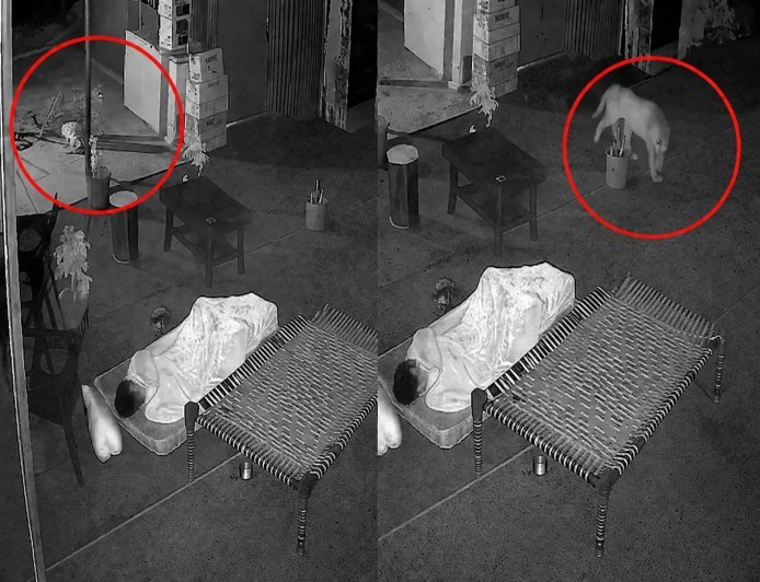 Mount Abu Leopard Video: माउंट आबू के होटल में घुसा तेंदुआ, सो रहे कर्मचारी के पास पहुंचकर...., CCTV में कैद हुई रोंगटे खड़े करने वाली घटना