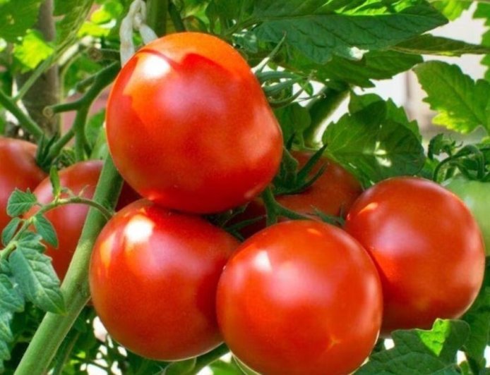 How to Grow Tomatoes at Home: बाजार में बढ़ रहे टमाटर के दाम, घर के गमले में इस आसान तरीके से उगाएं ढेर सारे फ्रेश टमाटर