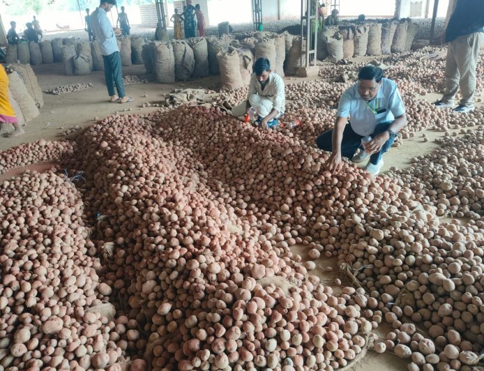 Sitapur: 6670 किलो रंगे आलू जब्त, पनीर और बेसन के नमूने जांच को भेजे