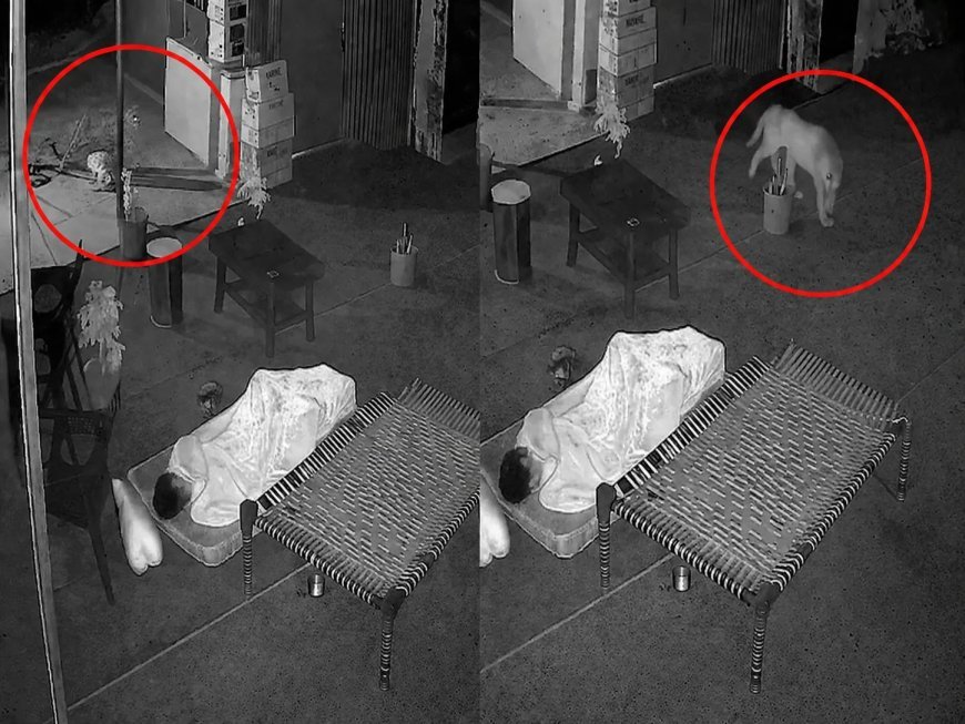 Mount Abu Leopard Video: माउंट आबू के होटल में घुसा तेंदुआ, सो रहे कर्मचारी के पास पहुंचकर...., CCTV में कैद हुई रोंगटे खड़े करने वाली घटना