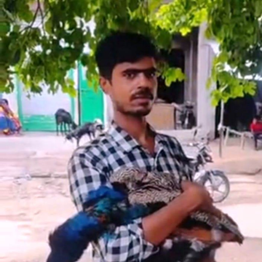Hardoi News: हरपालपुर में आवारा कुत्तों के हमले से घायल हुआ राष्ट्रीय पक्षी मोर, युवक ने इस तरह बचाई जान