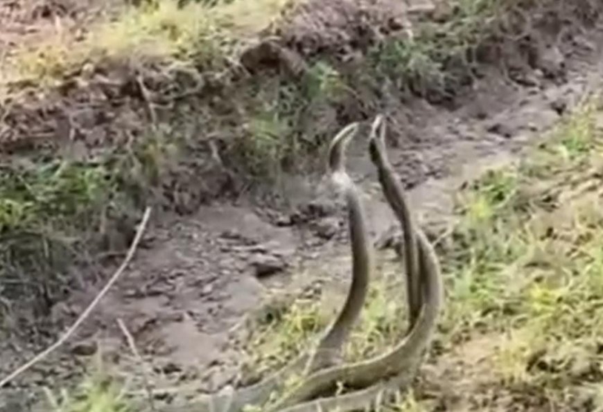 मुजफ्फरनगर में तीन सांपों का अनोखा खेल: खेत में आपस में लिपटे नजर आए सर्प, वीडियो सोशल मीडिया पर वायरल