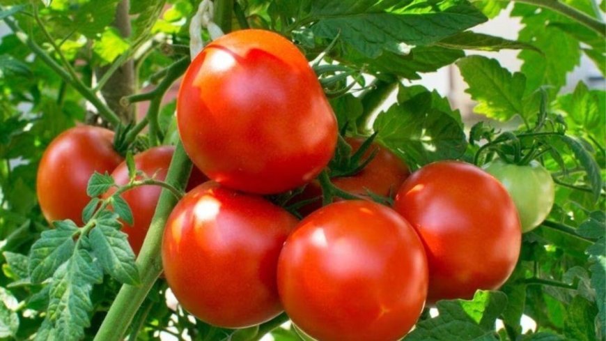 How to Grow Tomatoes at Home: बाजार में बढ़ रहे टमाटर के दाम, घर के गमले में इस आसान तरीके से उगाएं ढेर सारे फ्रेश टमाटर
