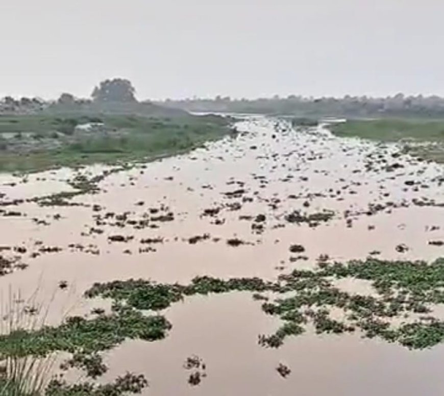 गर्रा नदी का बढ़ा जलस्तर, जलकुंभी ने बढ़ाई ग्रामीणों की चिंता; बाढ़ की आशंका से सहमे लोग