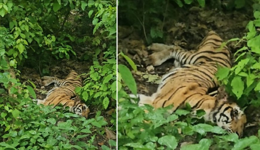 Pilibhit: पीलीभीत टाइगर रिजर्व में घायल बाघिन मिलने से वन विभाग अलर्ट, डीएफओ ने बनाई पांच सदस्यीय समिति