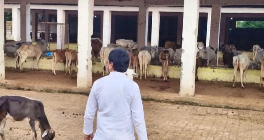 Sitapur News: खैराबाद में नगर पालिका अध्यक्ष प्रतिनिधि ने किया विकास कार्यों और गौशाला का निरीक्षण