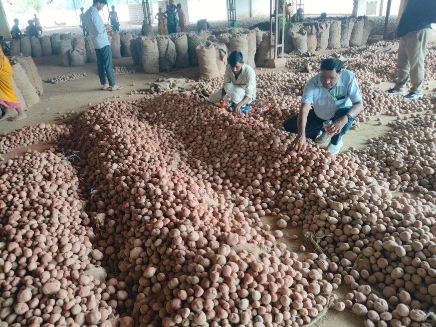 Sitapur: 6670 किलो रंगे आलू जब्त, पनीर और बेसन के नमूने जांच को भेजे