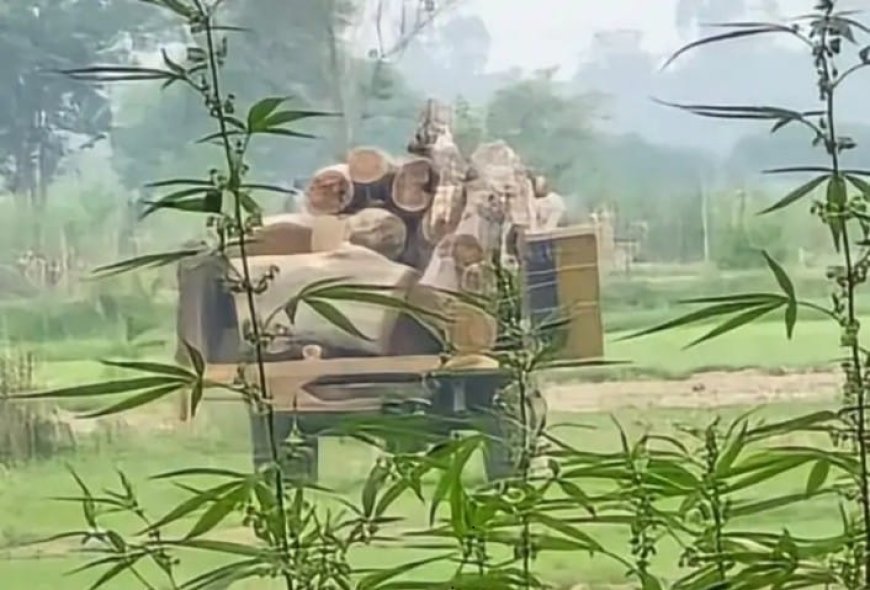 Hardoi: बिना अनुमति शीशम का पेड़ काटने पर ठेकेदार समेत तीन पर FIR