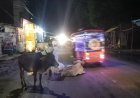 नैमिषारण्य में आवारा मवेशियों का जमावड़ा, मुख्य रास्तों पर मंडराया हादसों का खतरा