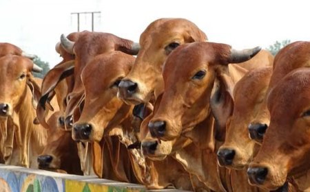 दुग्धशाला विकास विभाग की स्वर्ण जयंती पर यूपी के सभी 75 जिलों में होगा डेयरी कॉन्क्लेव-2026, पशुपालकों को मिलेंगे कई लाभ