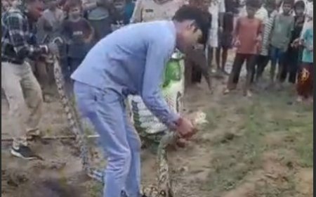 हाथरस के सुसायत कलां में निकला 12 फीट लंबा अजगर, वन विभाग ने सुरक्षित रेस्क्यू कर जंगल में छोड़ा