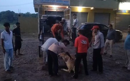नैमिषारण्य में मीडिया की खबर का असर, सड़कों से हटाए गए आवारा मवेशी, श्रद्धालुओं ने ली राहत की सांस