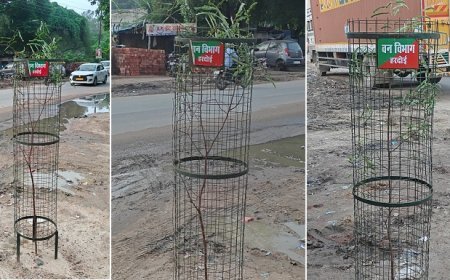 Hardoi: हरदोई के इमली रोड की फिर लौटेगी पहचान, रेलवेगंज-सांडी चुंगी मार्ग पर लगाए गए 102 इमली के पौधे