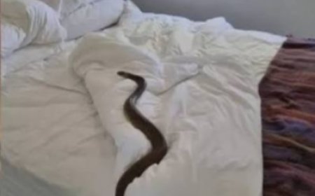 Gadchiroli Snake Bite Incident: गढ़चिरौली में आश्रमशाला के छात्रावास में घुसा जहरीला सांप, 6 को डसा, 3 आदिवासी छात्राओं की मौत