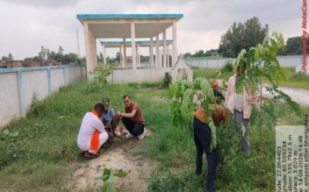 UP News: हरदोई के ग्रामीण क्षेत्रों में सेहत की हरियाली, 19 विकास खंडों में बनीं 233 औषधि वाटिकाएं