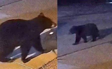 Colorado Bear Menace: घरों और दुकानों में भोजन की तलाश में पहुंच रहे जंगली भालू, प्रशासन ने जारी की सख्त एडवाइजरी
