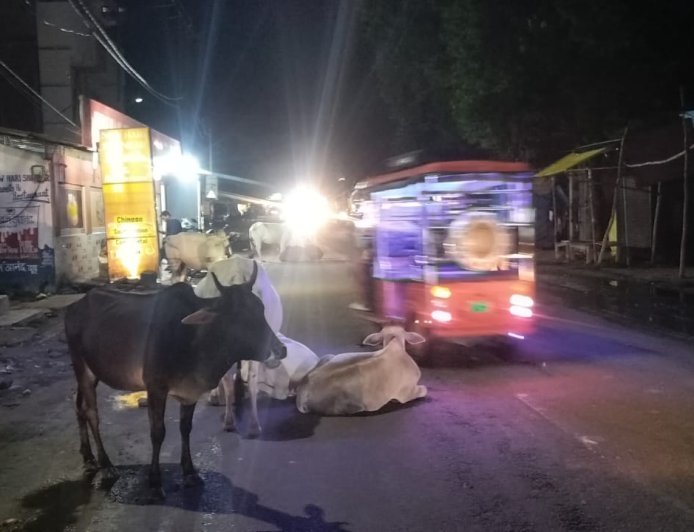 नैमिषारण्य में आवारा मवेशियों का जमावड़ा, मुख्य रास्तों पर मंडराया हादसों का खतरा