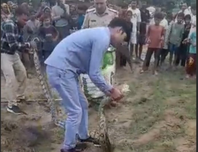 हाथरस के सुसायत कलां में निकला 12 फीट लंबा अजगर, वन विभाग ने सुरक्षित रेस्क्यू कर जंगल में छोड़ा