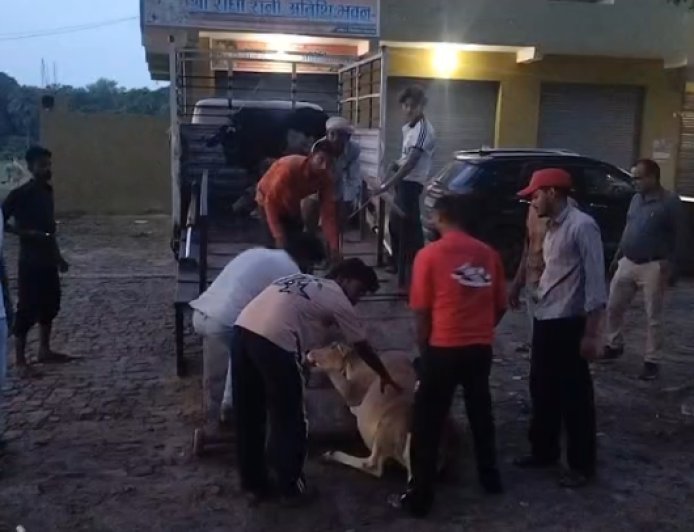 नैमिषारण्य में मीडिया की खबर का असर, सड़कों से हटाए गए आवारा मवेशी, श्रद्धालुओं ने ली राहत की सांस