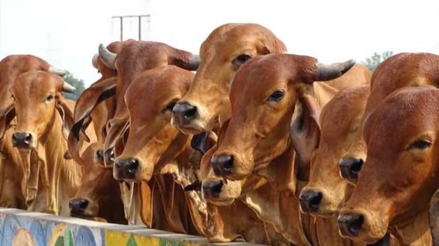 दुग्धशाला विकास विभाग की स्वर्ण जयंती पर यूपी के सभी 75 जिलों में होगा डेयरी कॉन्क्लेव-2026, पशुपालकों को मिलेंगे कई लाभ