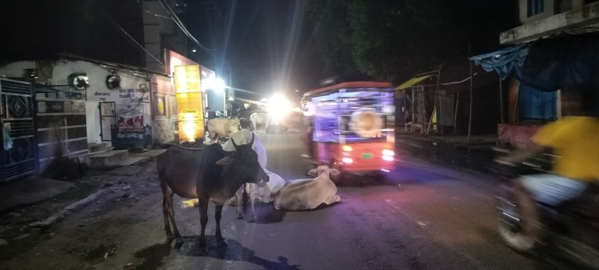 नैमिषारण्य में आवारा मवेशियों का जमावड़ा, मुख्य रास्तों पर मंडराया हादसों का खतरा