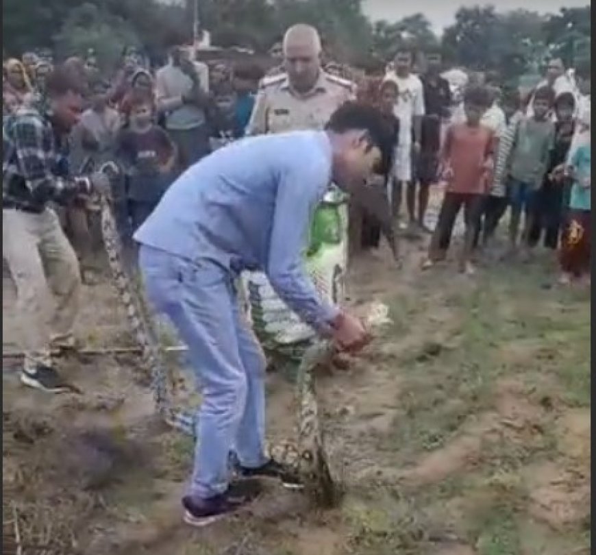 हाथरस के सुसायत कलां में निकला 12 फीट लंबा अजगर, वन विभाग ने सुरक्षित रेस्क्यू कर जंगल में छोड़ा