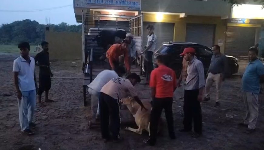 नैमिषारण्य में मीडिया की खबर का असर, सड़कों से हटाए गए आवारा मवेशी, श्रद्धालुओं ने ली राहत की सांस