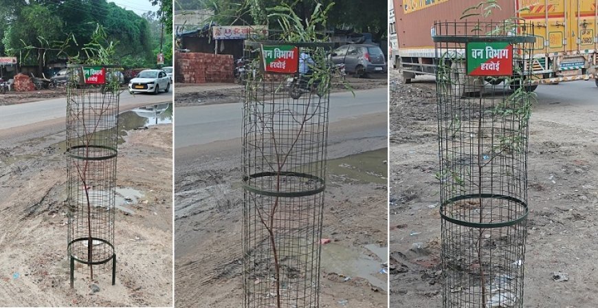 Hardoi: हरदोई के इमली रोड की फिर लौटेगी पहचान, रेलवेगंज-सांडी चुंगी मार्ग पर लगाए गए 102 इमली के पौधे