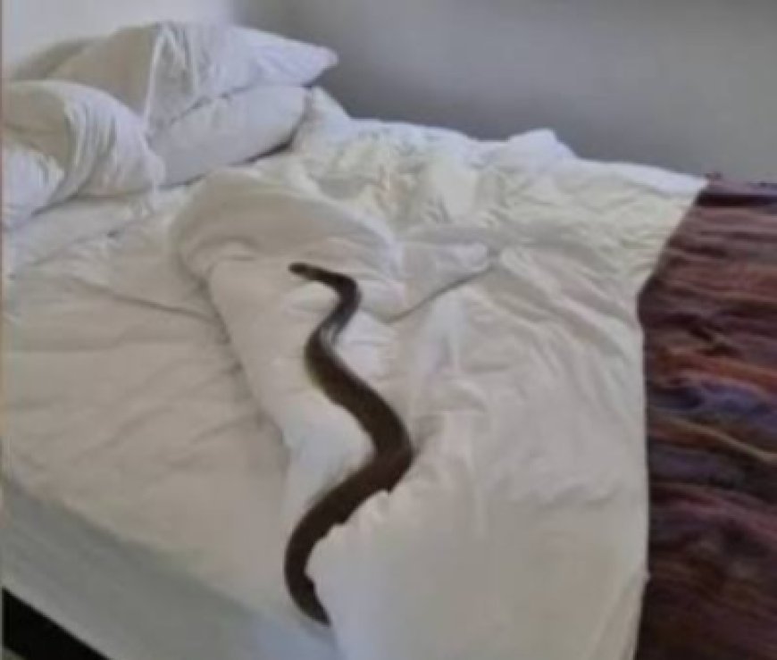 Gadchiroli Snake Bite Incident: गढ़चिरौली में आश्रमशाला के छात्रावास में घुसा जहरीला सांप, 6 को डसा, 3 आदिवासी छात्राओं की मौत