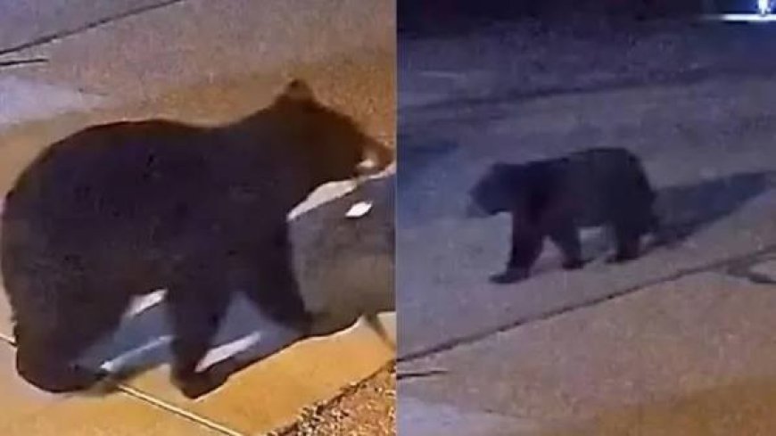 Colorado Bear Menace: घरों और दुकानों में भोजन की तलाश में पहुंच रहे जंगली भालू, प्रशासन ने जारी की सख्त एडवाइजरी