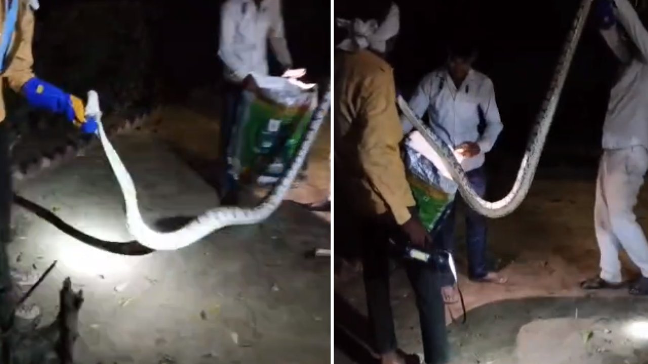 Sitapur News: नैमिषारण्य में निकला विशाल अजगर, सतर्कता से टला बड़ा हादसा 