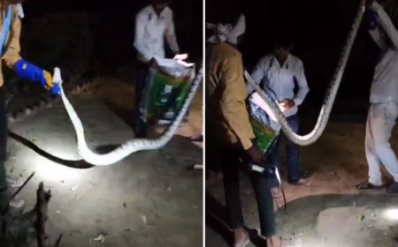 Sitapur News: नैमिषारण्य में निकला विशाल अजगर, सतर्कता से टला बड़ा हादसा 