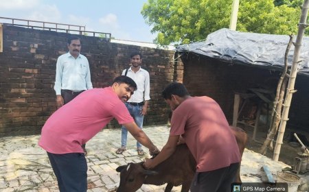 सीतापुर में लम्पी स्किन बीमारी को लेकर अलर्ट, पशुपालन विभाग ने जारी की सलाह