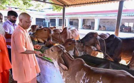 यूपी में गोवंश संरक्षण को नई रफ्तार: सीएम सहभागिता योजना से 93 हजार से अधिक परिवारों को मिला संबल