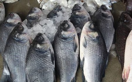 UP Fisheries News: पूर्वांचल में मछली पालन को लगेंगे आधुनिक पंख, योगी कैबिनेट ने वर्ल्डफिश के साथ एमओयू को दी मंजूरी