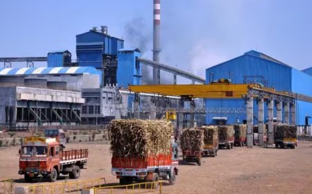 UP Sugarcane Payment: यूपी में 102 चीनी मिलों ने किया शत-प्रतिशत भुगतान, पेराई सत्र 2025-26 में 94.86 फीसदी बकाया निपटा