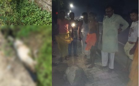 Naimisharanya News: नैमिषारण्य में गहरी नाली में फंसी बेसहारा गाय, गुरुकुल के छात्रों ने 4 घंटे बाद सकुशल निकाला बाहर