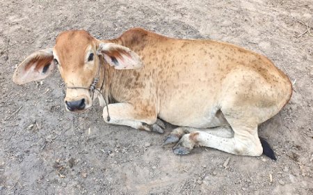 Lumpy Skin Disease: लंपी स्किन डिजीज की रोकथाम को यूपी में तेज हुआ अभियान, 16.08 लाख पशुओं का टीकाकरण