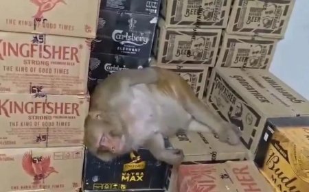 Ranchi Viral Video: शराब की दुकान में घुसी बंदरिया, काउंटर पर बैठकर करने लगी ऐसा काम; देखकर दंग रह गए लोग